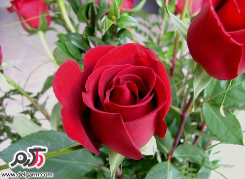 عکس جدید گل رز قرمز