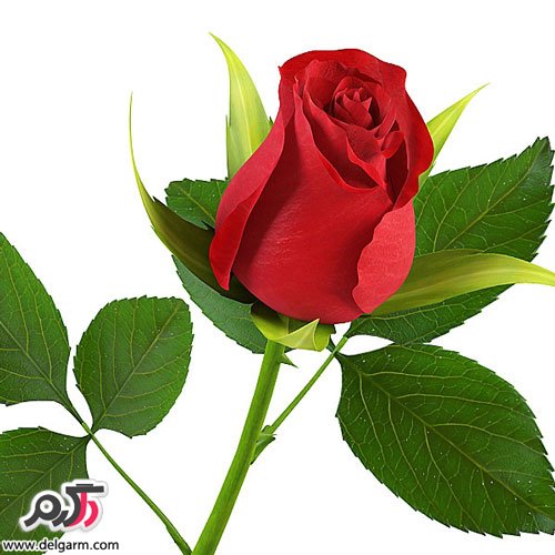 عکس جدید گل رز قرمز