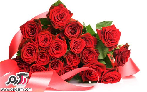 عکس جدید گل رز قرمز (2 نکته مهم)
