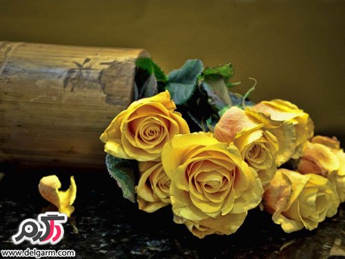 عکس جدید گل رز زرد