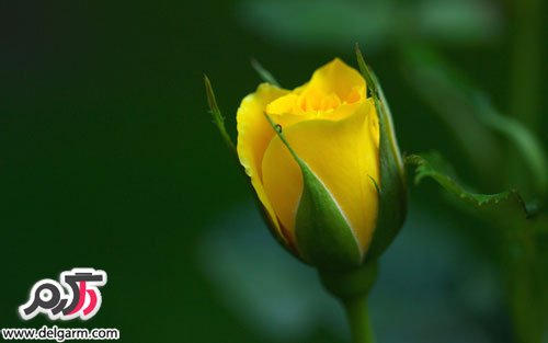 عکس جدید گل رز زرد