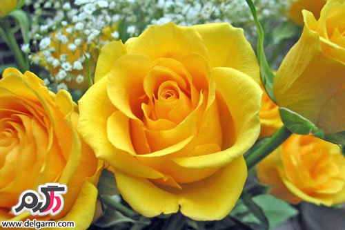 عکس جدید گل رز زرد