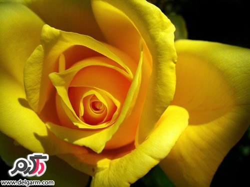 عکس جدید گل رز زرد