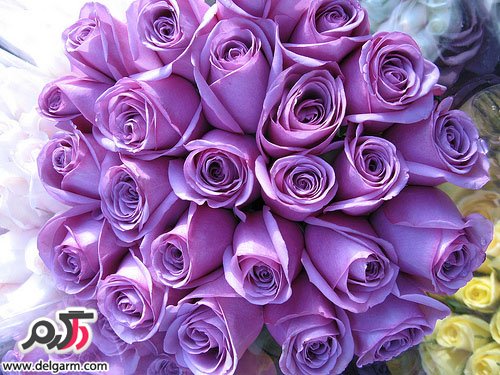 عکس زیبای گل رز بنفش