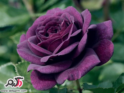 عکس زیبای گل رز بنفش (2 نکته مهم)