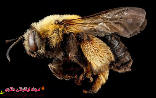 عکس هایی زیبا از زنبور های عجیب و غریب (2 نکته مهم)