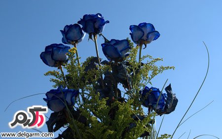 عکس گل رز آبی