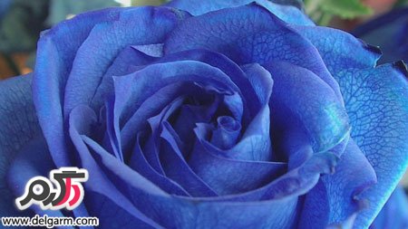 عکس گل رز آبی  (2 نکته مهم)