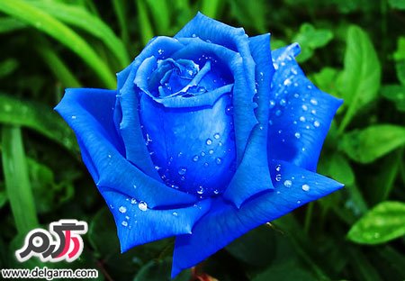 عکس گل رز آبی