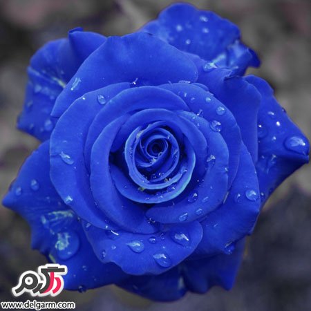 عکس گل رز آبی