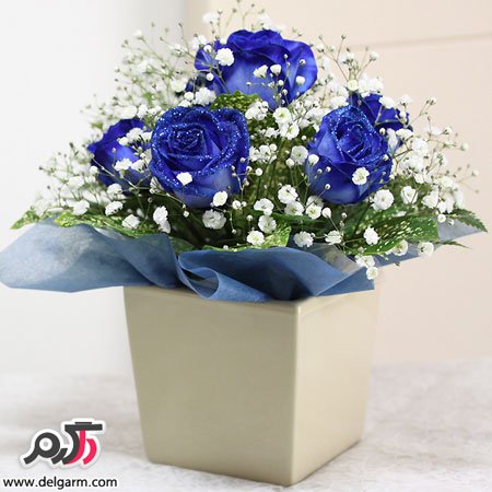 عکس گل رز آبی