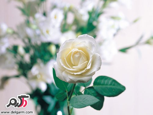 عکس بسیار زیبا از گل رز سفید