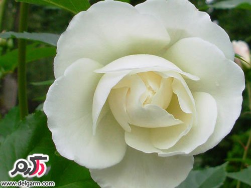 عکس بسیار زیبا از گل رز سفید