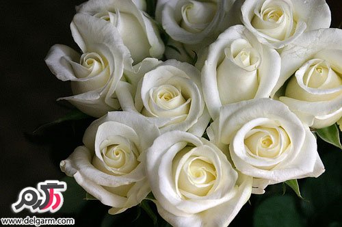 عکس بسیار زیبا از گل رز سفید (2 نکته مهم)