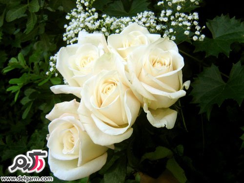 عکس بسیار زیبا از گل رز سفید