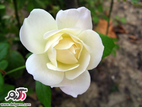 عکس بسیار زیبا از گل رز سفید