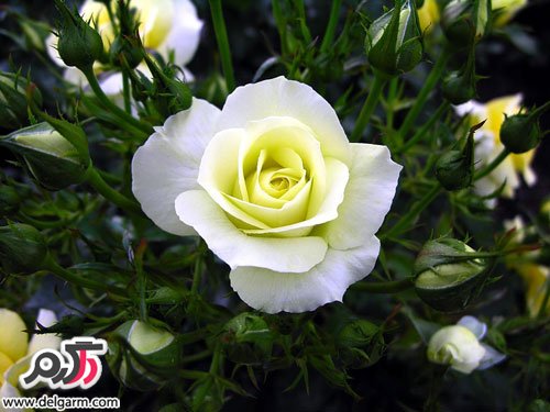 عکس بسیار زیبا از گل رز سفید