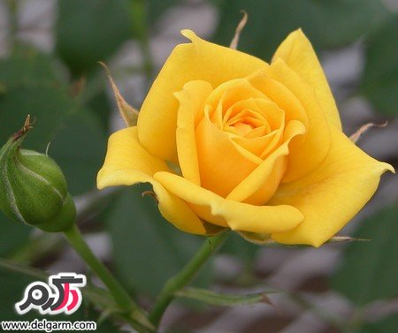 عکس گل رز زرد زیبا و خوش رنگ