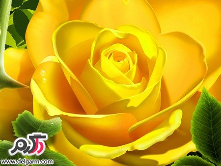 عکس گل رز زرد زیبا و خوش رنگ (2 نکته مهم)