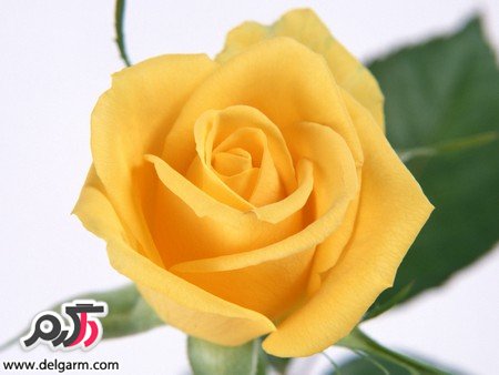 عکس گل رز زرد زیبا و خوش رنگ