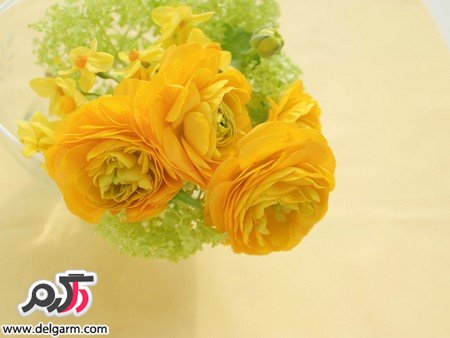 عکس گل رز زرد زیبا و خوش رنگ