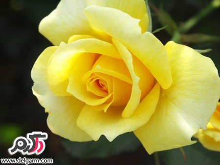 عکس گل رز زرد زیبا و خوش رنگ