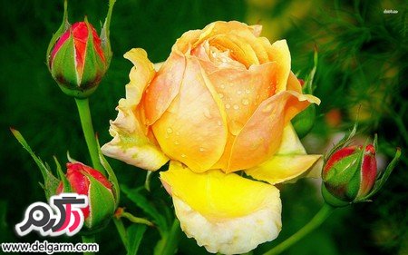 عکس گل رز زرد زیبا و خوش رنگ