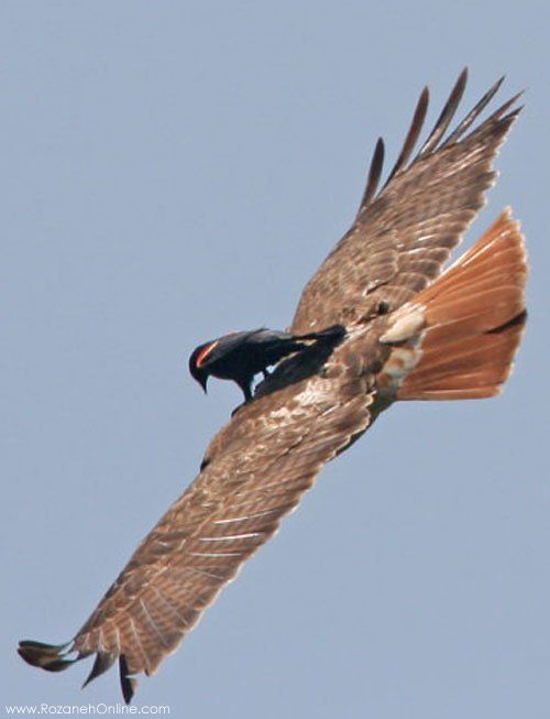 حیوان