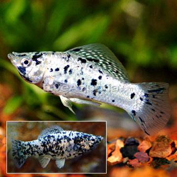 مولی دالماسی (Dalmatian Molly)