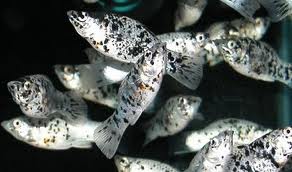 مولی دالماسی (Dalmatian Molly)
