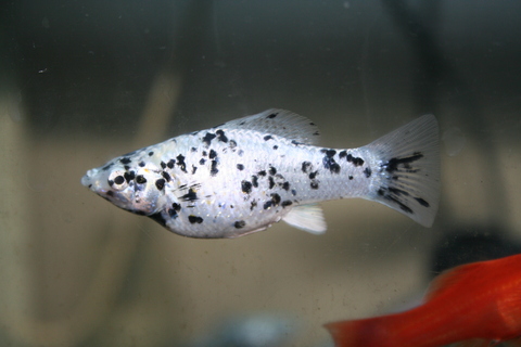 مولی دالماسی (Dalmatian Molly)