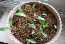 کاشت و پرورش اصولی گل لیلیوم در گلدان (2 نکته مهم)