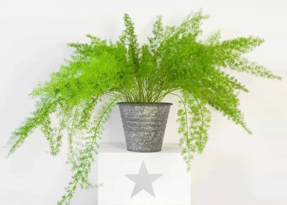 نگهداری گیاه سرخس مارچوبه