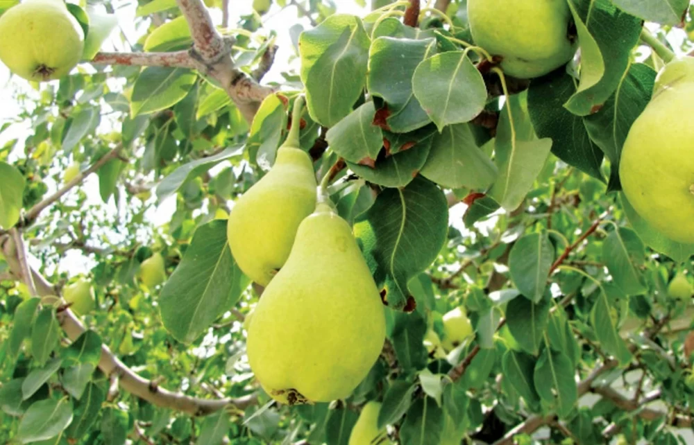 نگهداری نهال گلابی