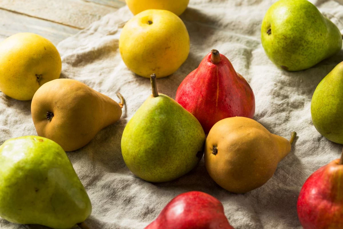 انواع مختلف نهال گلابی: آنجو، کنفرانس و سایرین (2 نکته مهم)