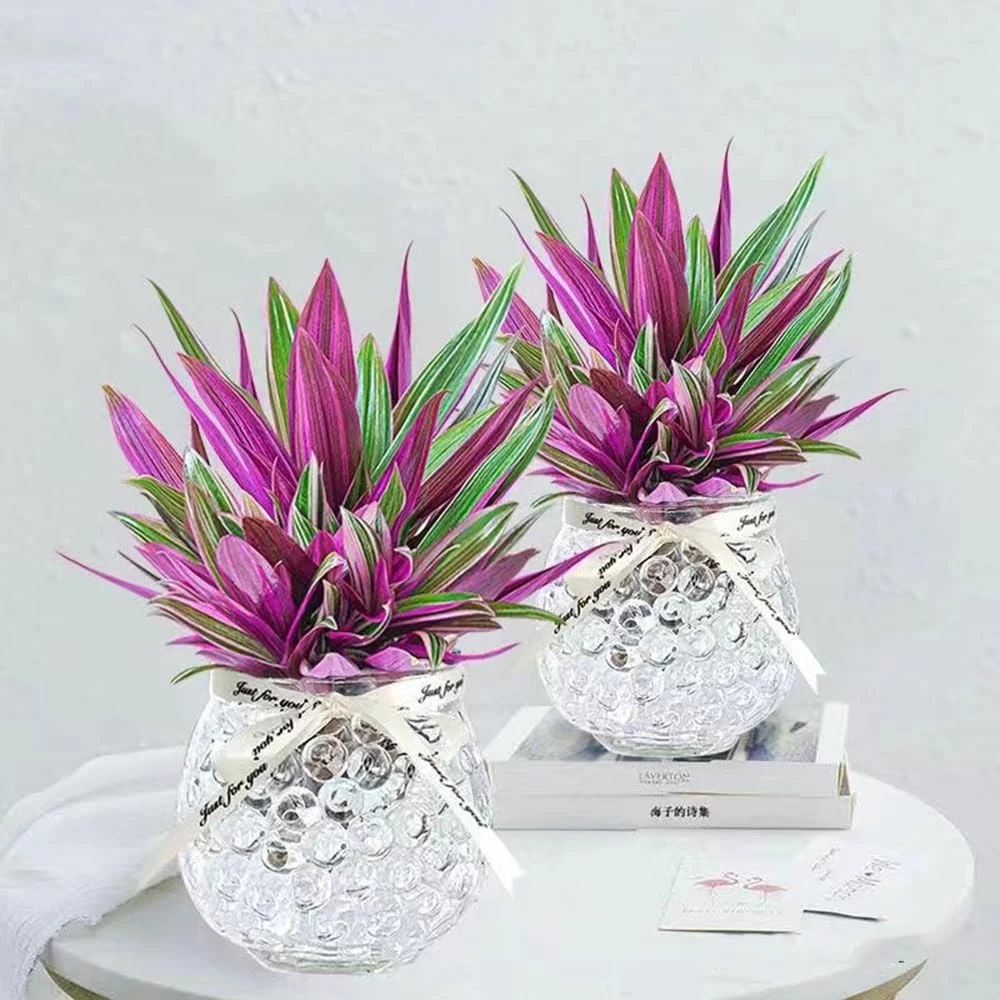 نکاتی برای نگهداری از گل زیپلین (2 نکته مهم)