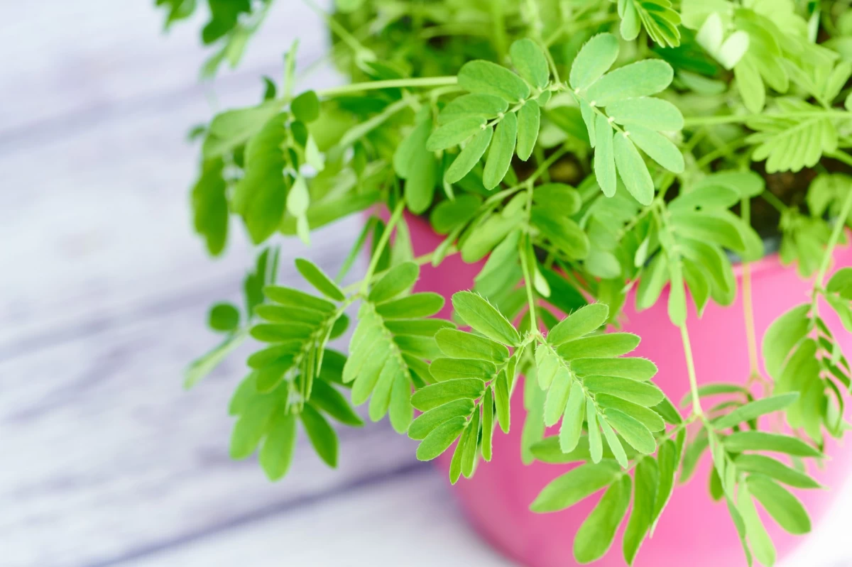 روش نگهداری از گل میموزا، گیاه ظریف و زیبا (2 نکته مهم)