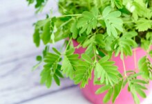 روش نگهداری از گل میموزا، گیاه ظریف و زیبا (2 نکته مهم)