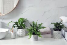 افزودن زیبایی و رطوبت به حمام و استخر با گیاهان مناسب (2 نکته مهم)