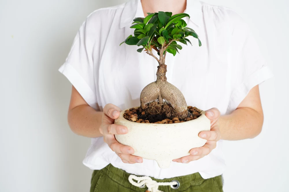 تکثیر بونسای فیکوس جینسینگ
