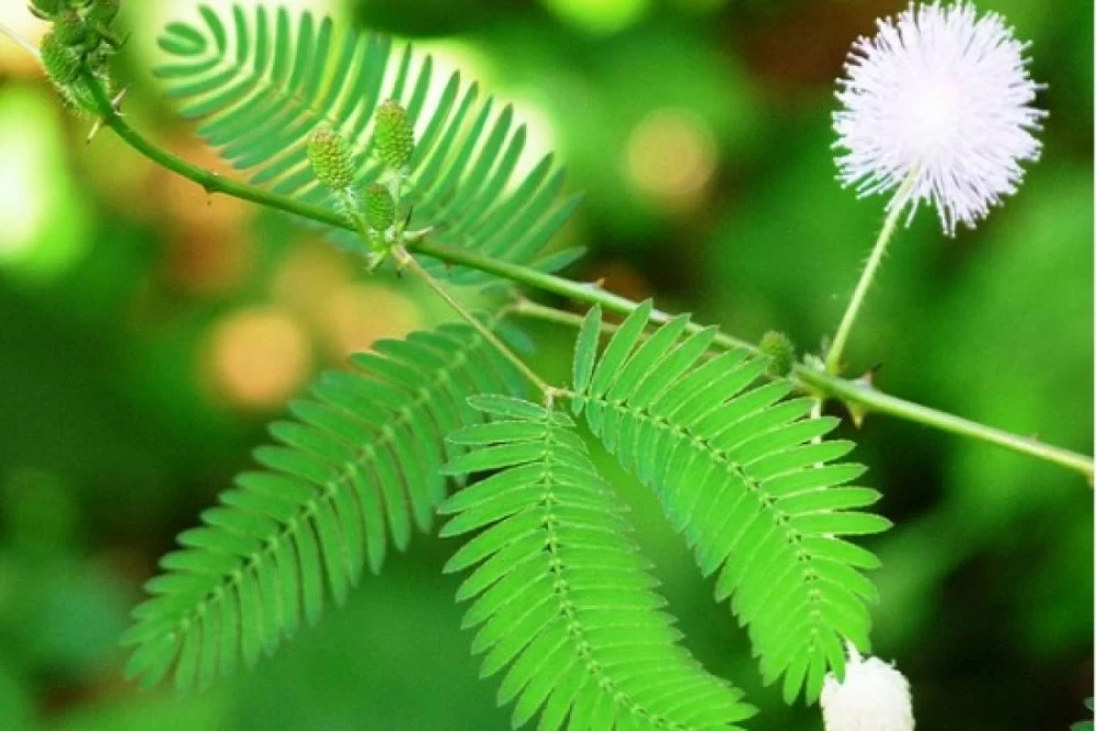 مشکلات گل قهر و آشتی