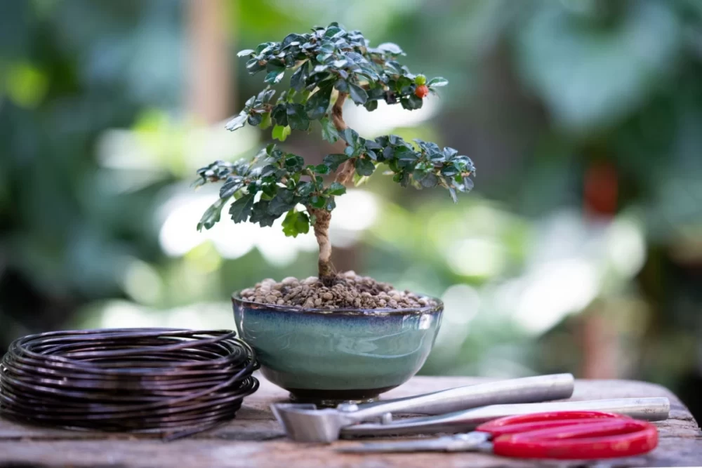 کوددهی و نگهداری گیاه بونسای