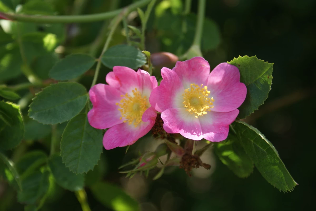 روش های تکثیر گل نسترن روبیجینوزا (2 نکته مهم) روش های تکثیر گل نسترن روبیجینوزا (2 نکته مهم)