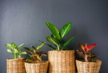 گونه های مختلف گیاه آگلونما را بشناسید! (2 نکته مهم)