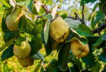 بهترین و قویترین کودها برای درخت به (2 نکته مهم)