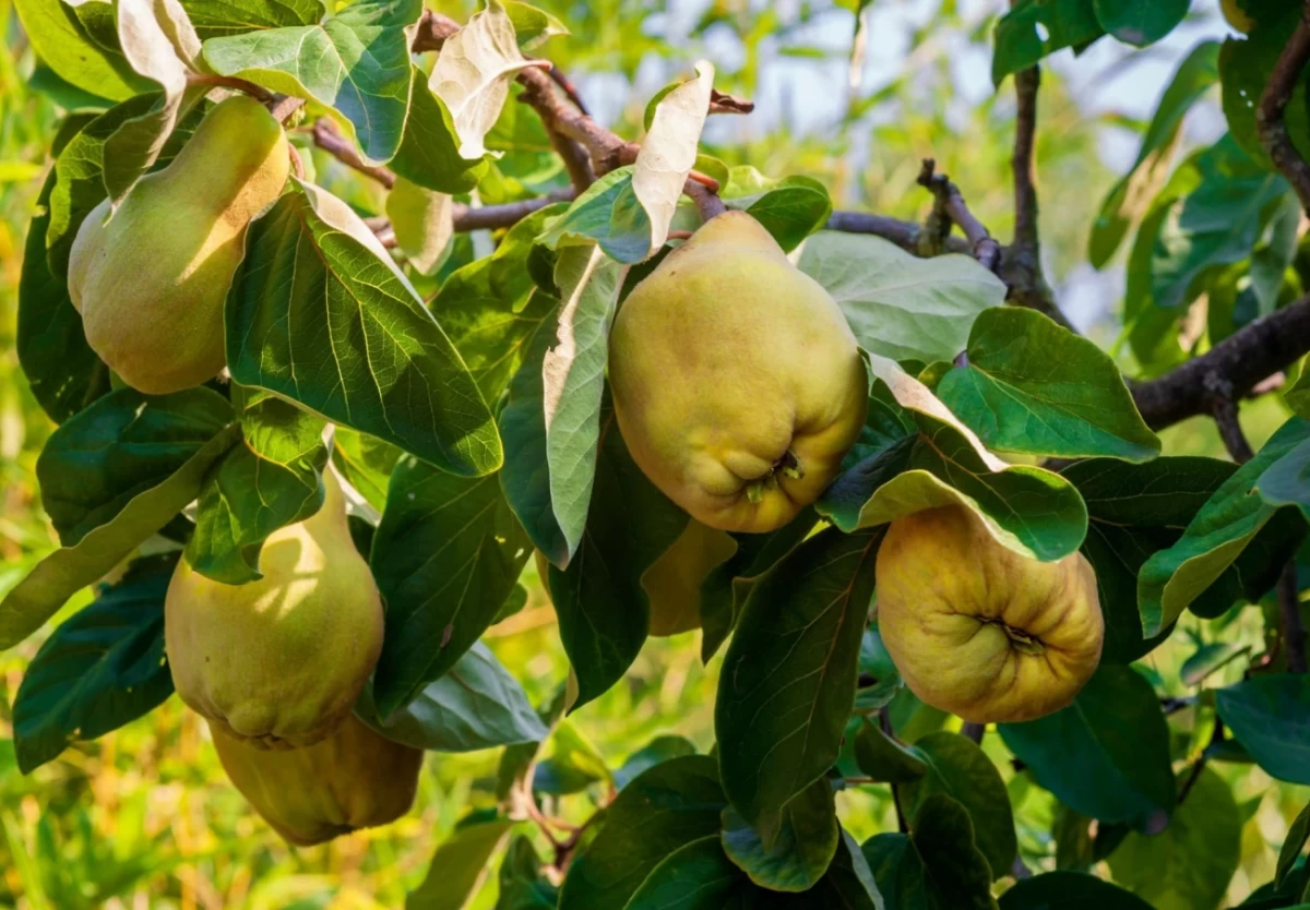 بهترین و قویترین کودها برای درخت به (2 نکته مهم)