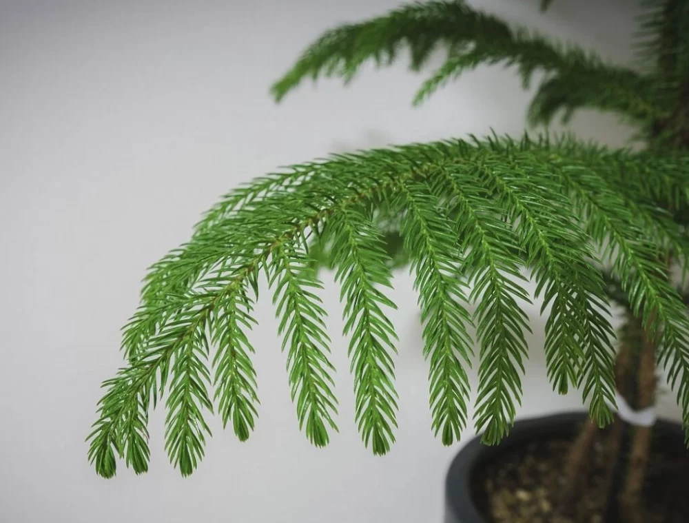 نگهداری از کاج مطبق