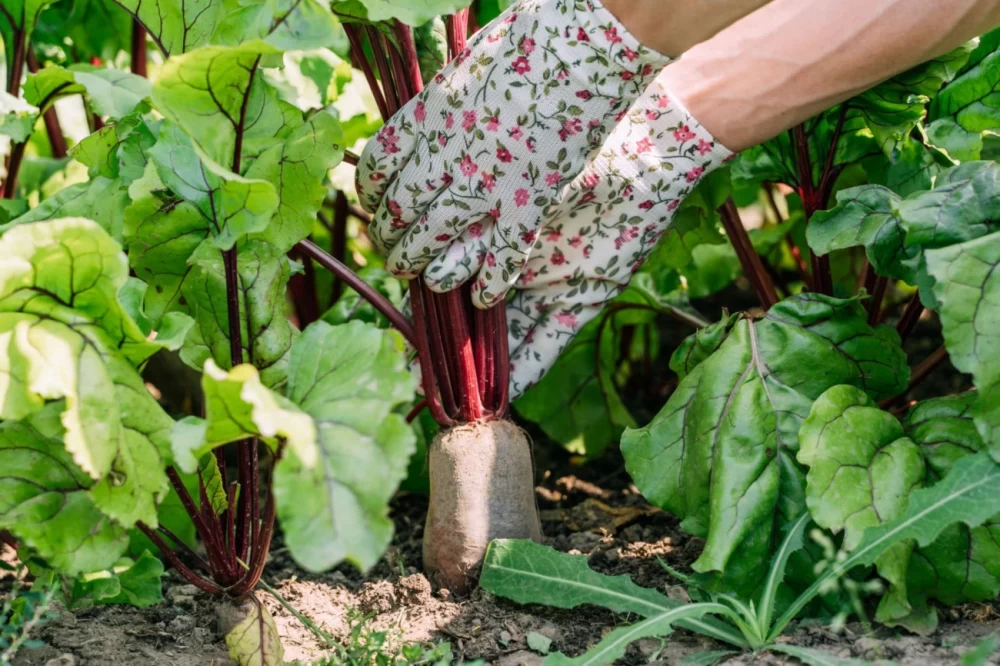افزایش بار چغندر