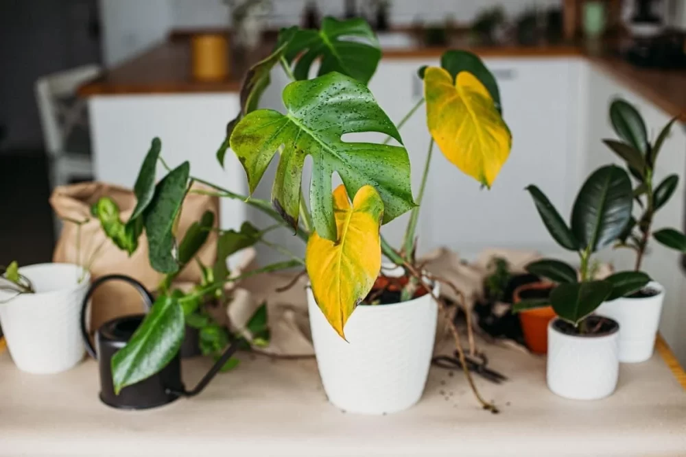 بررسی انواع کود برای گیاهان