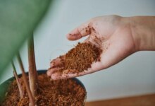 از چه کودی برای تقویت گلهای آپارتمانی استفاده کنیم ؟ (2 نکته مهم)